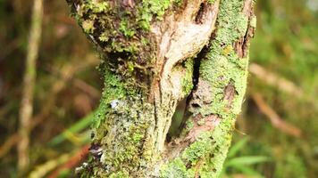 Close-up of tree trunk with moss and lichen video