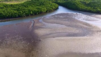 Drone captures lush mangroves and winding river in Port Douglas, Australia, under soft natural light video