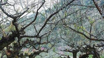 Time-lapse of trees blossoming in an orchard video