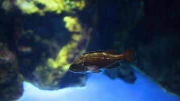 Single fish exploring a vibrant aquarium setting video