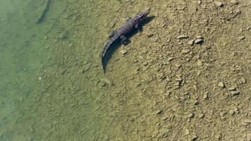 Drone captures a saltwater crocodile swimming in clear waters of Port Douglas, highlighting its natural habitat and behavior video