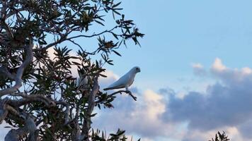 A Little Corella sits on a tree branch against a vibrant sky in Gold Coast, Australia, captured in natural lighting video