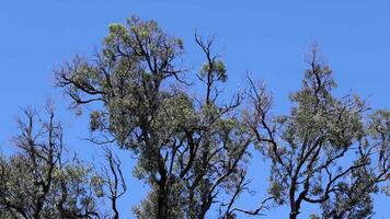Time-lapse of tree branches swaying gently video