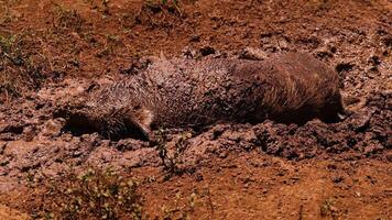 A pig rolls and relaxes in the mud. video