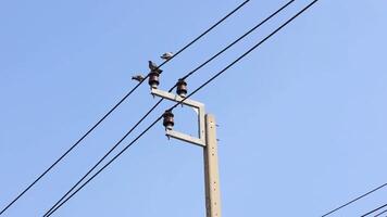 Bird perched and flying away from pole video