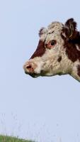 A Hereford cow gazes curiously in a sunny pasture, captured in a series of close-up frames video
