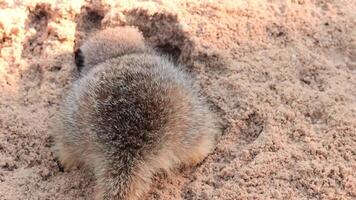 A meerkat digging in sandy terrain video