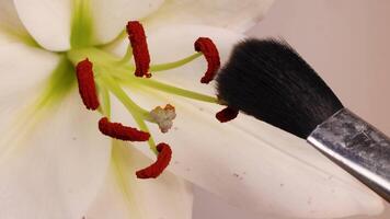 A brush transfers pollen from lily stamens, highlighting manual pollination techniques. Close-up frames emphasize precision and botanical detail video