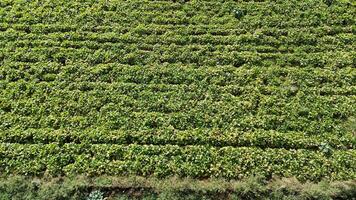 Drone footage captures expansive green fields in New Zealand. Bright daylight enhances the vibrant landscape and orderly crop patterns video