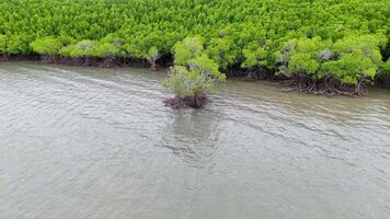 Drone footage captures lush mangroves and tidal waters in Port Douglas, Australia, showcasing vibrant greenery and serene natural beauty video