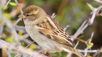 A sparrow rests on branches in Lake Tekapo, New Zealand. Natural lighting highlights its detailed plumage against a blurred background video