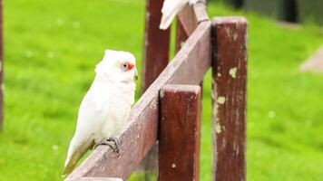 Corella bird resting on a wooden fence video