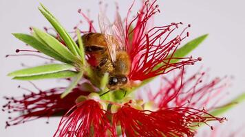 A honeybee interacts with a vivid red bottlebrush flower under bright lighting, showcasing intricate details in a macro perspective video
