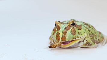 A horned frog consumes a superworm on a white surface, showcasing natural feeding behavior in a well-lit setting video