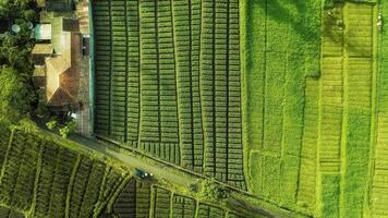 Beautiful landscape of aerial nature green lush rice fields photo