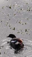 A duck gracefully swims through a serene lake, surrounded by gentle ripples and natural light reflections video
