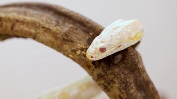 A corn snake rests on a branch, showcasing its unique patterns and colors in a well-lit, natural setting video