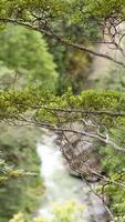 A serene forest scene with a flowing stream surrounded by vibrant green foliage and branches video