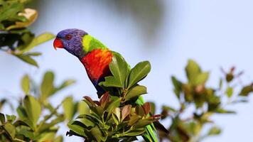 A lorikeet perched on a leafy branch video