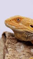 A bearded dragon sits calmly on a rock, under soft lighting, with minimal movement captured over 10 seconds video