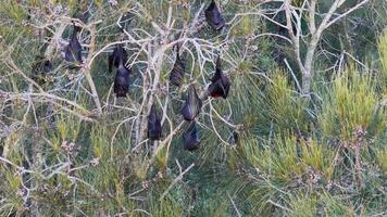 Black flying foxes hang from tree branches in Gold Coast, Australia. Natural lighting highlights their unique resting behavior video