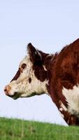 Hereford cattle graze peacefully on a lush green hillside under clear skies, captured in a serene rural setting video