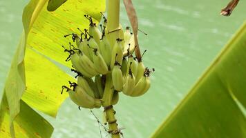 Close-up of green bananas growing on a tree with lush leaves against a serene green background video