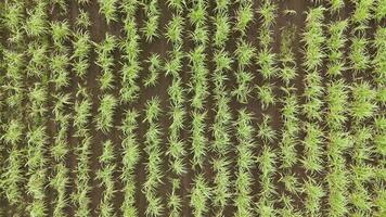 Drone footage of sugar cane fields in NSW video