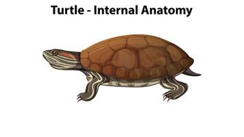 Detailed view of turtle's internal organs video