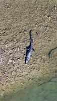 Drone footage captures a saltwater crocodile on a riverbank in a lush rainforest setting, highlighting its natural habitat video