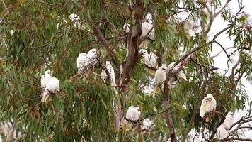 A flock of long-billed corellas perched in a eucalyptus tree in Geelong, Australia, captured in natural daylight video