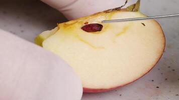 Extreme close-up of a gloved hand using a tool to extract seeds from an apple slice under bright lighting video