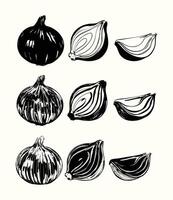 Vintage black and white onion collection vector