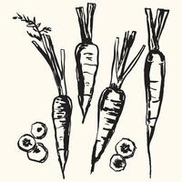 Carrots Sketch - Line Art Set vector