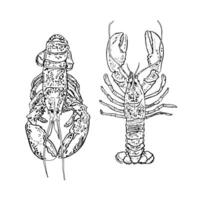 Lobsters Line Art vector