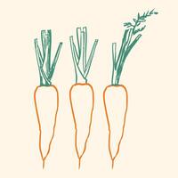 Carrots Outline Sketch Set vector