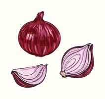Red Onion Illustration Set - Whole and Sliced vector