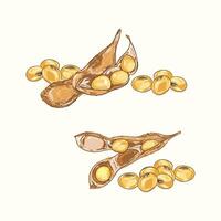 Soybeans Plant and Seeds Illustration vector