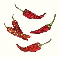 Chipotle Pepper Illustration Set vector