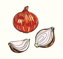 Whole and Sliced White Onions Set vector