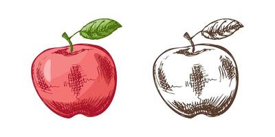 Hand drawn sketch style fruit , vintage apple color and monochrome Illustration. vector