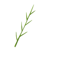 Hand-Drawn Botanical with Bare Branches png