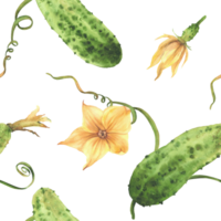 Cucumber plant seamless pattern with green vegetables, yellow flower, leaves, tendril and bud on vine. Hand drawn watercolor illustration for farming label, fabric, wallpaper. Isolated from background png