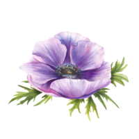 Anemone purple flower with green leaves. Watercolor Pink mauve blooming bud on isolated background. Realistic hand painted cute floral illustration for greeting wedding invitation, card, sticker print png