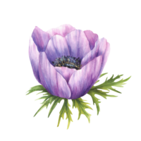 Anemone violet flower with leaves. Hand painted watercolor realistic illustration. Purple blooming buds, floral mauve element for invitations, greeting cards Isolated from background romantic clipart png