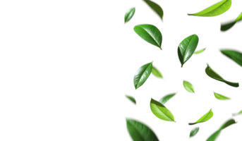 Greenery leaves falling down movement with copy-space cutout on transparent backgrounds 3d rendering png