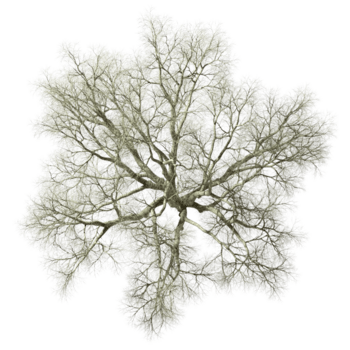 Isolated from above big dried tree top view on transparent backgrounds 3d rendering png