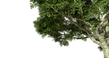 Cutout realistic jungle tree branches shade on transparent backgrounds 3d render png