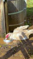 A duck drinks from a metal bowl beside a wooden barrel in Byron Bay. Sunlight casts shadows, creating a serene farm atmosphere video