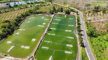 Drone footage captures a vibrant shrimp farm in Phuket, Thailand, showcasing aerated ponds and lush surroundings under bright daylight video